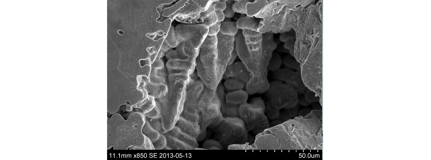 Mikrograf av dendriter i en legering.